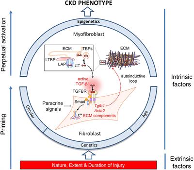 Progression of Tubulointerstitial Fibrosis and the Chronic Kidney Disease Phenotype – Role of Risk Factors and Epigenetics